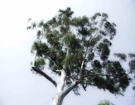 albero di Eucalipto