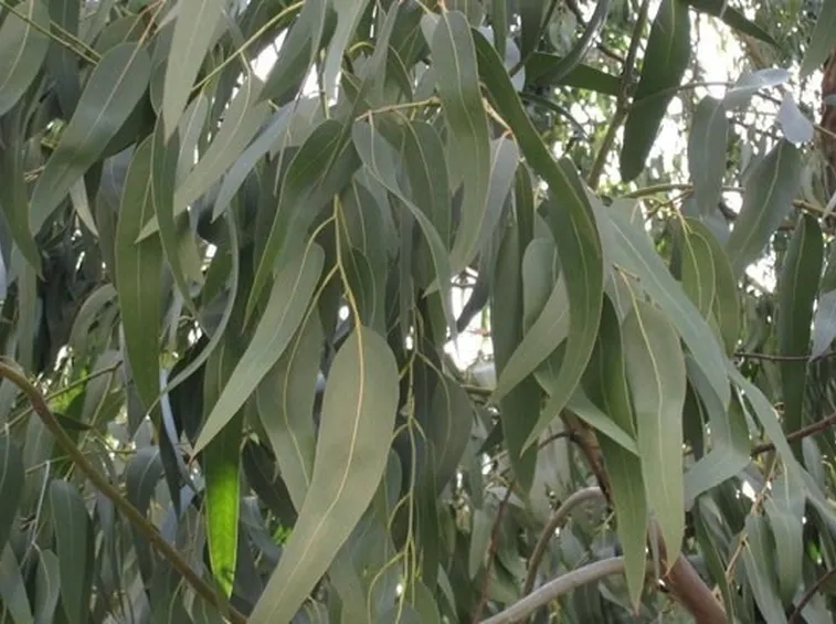 foglie di Eucalipto