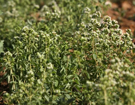 La pianta di origano