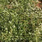 La pianta di origano