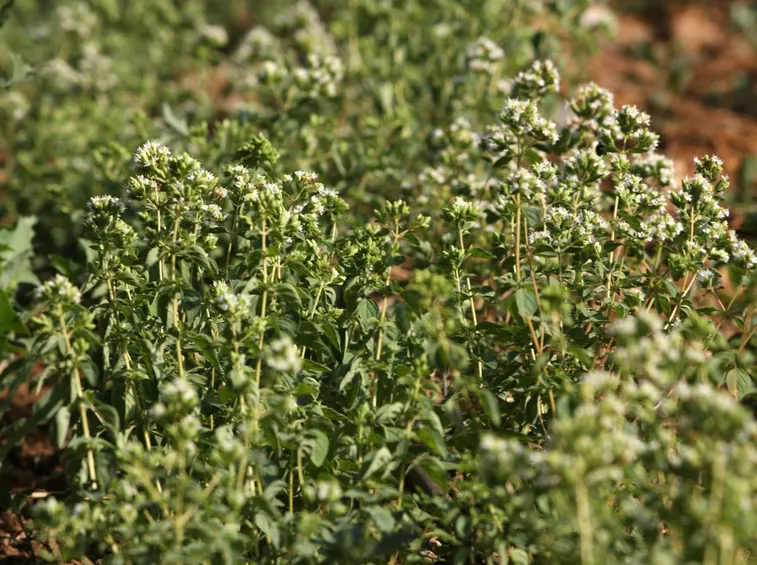 La pianta di origano