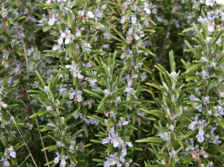 Pianta di rosmarino in fiore.