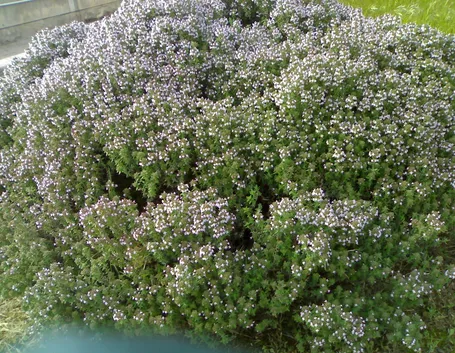 piantine di timo fiori