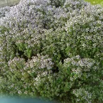 piantine di timo fiori