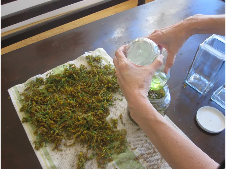 Preparazione dell'olio di iperico
