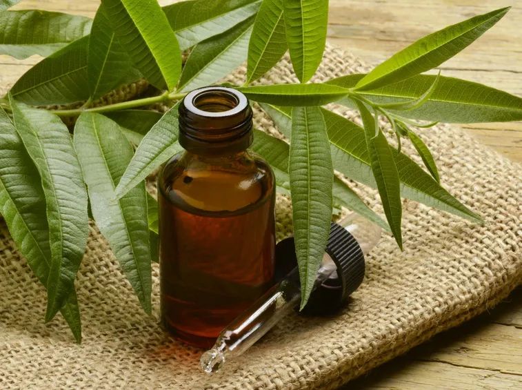 olio tea tree 