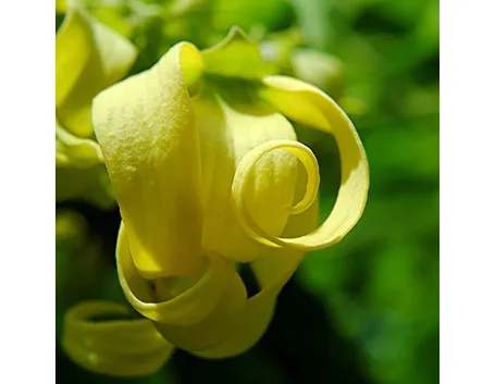 Fiore della Cananga odorata (Ylang Ylang)