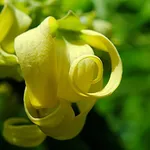 Fiore della Cananga odorata (Ylang Ylang)