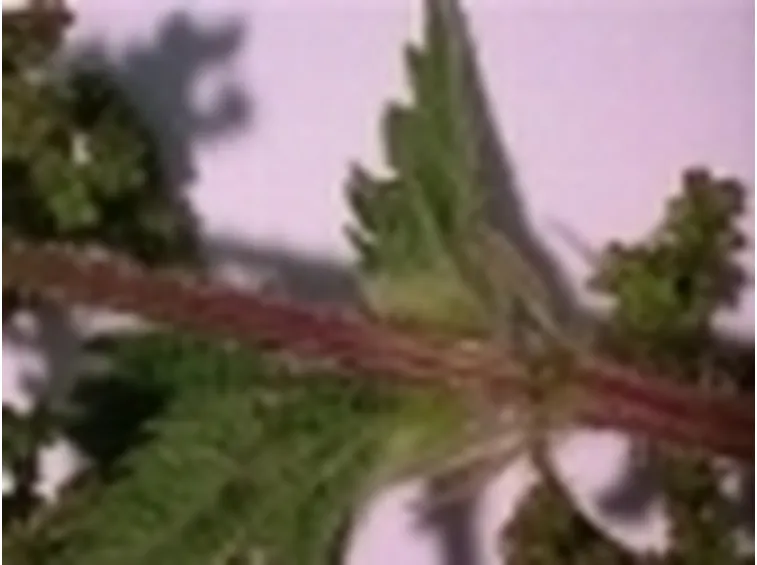 ortica capelli2