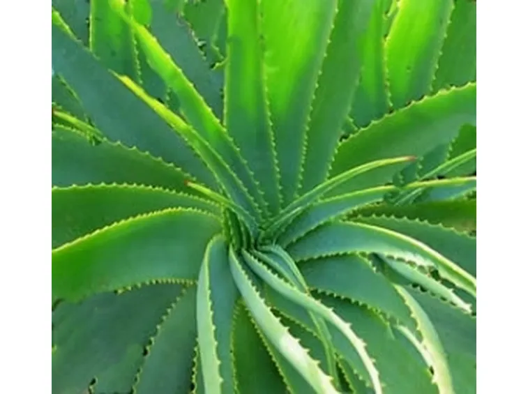 sciroppo aloe2