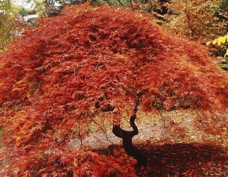 acero rosso