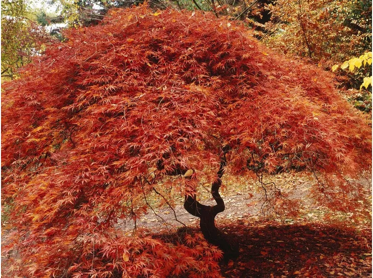 acero rosso