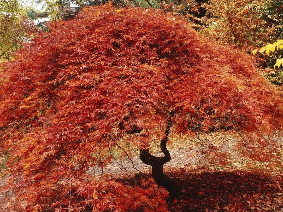acero rosso