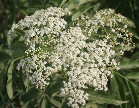 sciroppo di sambuco
