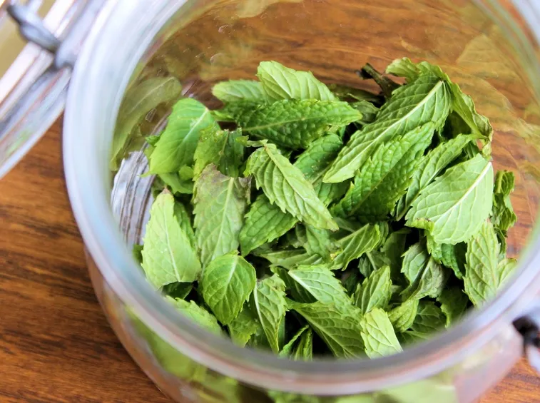 sciroppo menta