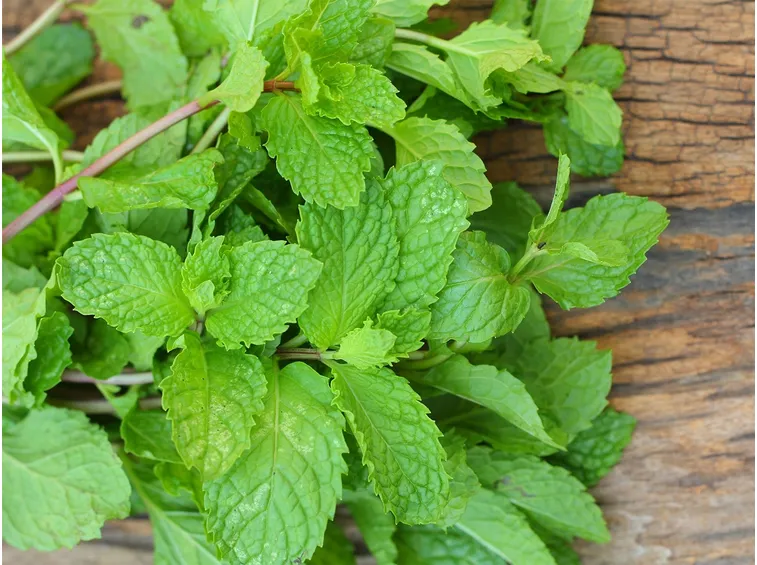 menta sciroppo
