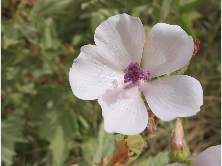 Fiori di Althaea officinalis