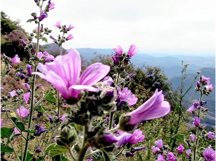 I bellissimi fiori di Malva