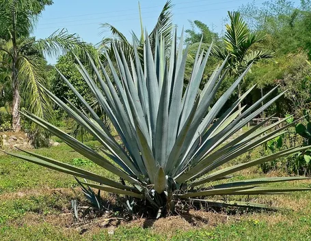 Esemplare di agave blu o tequilana