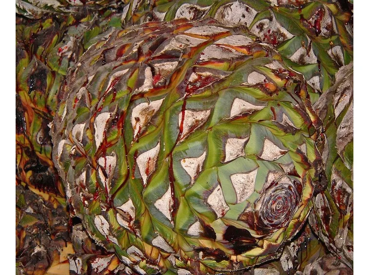 Cuore di Agave blu