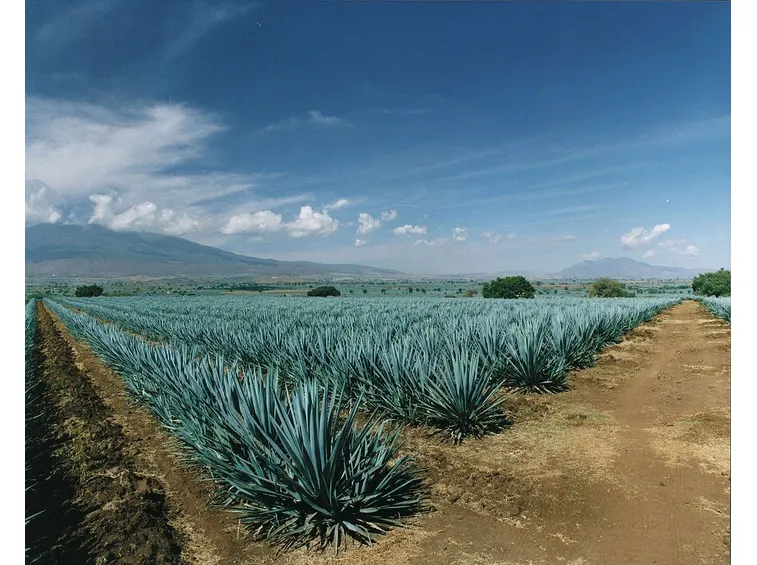 Campo coltivato ad agave blu