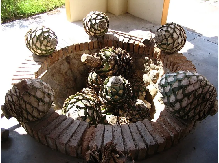 Cuori di Agave blu