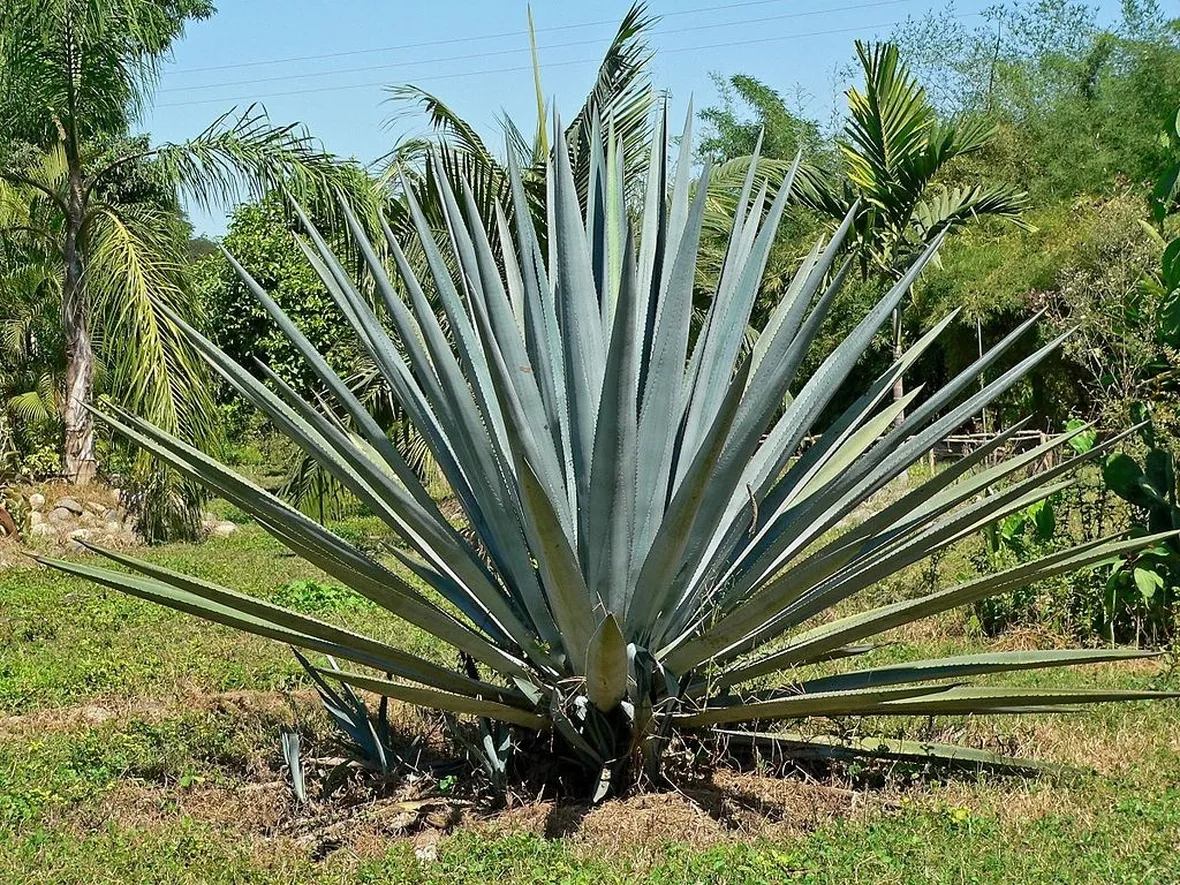 Esemplare di agave blu o tequilana