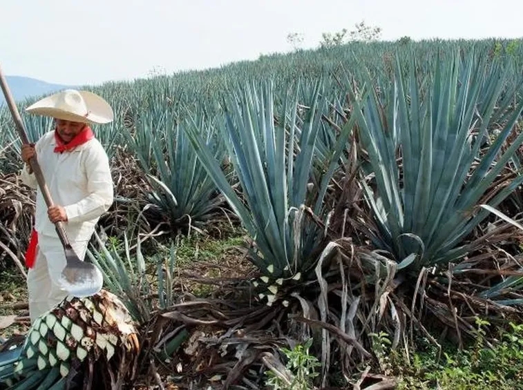 succo agave