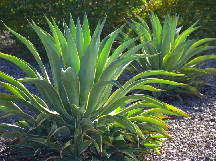 agave pianta