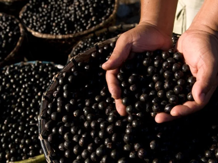 Bacche di acai