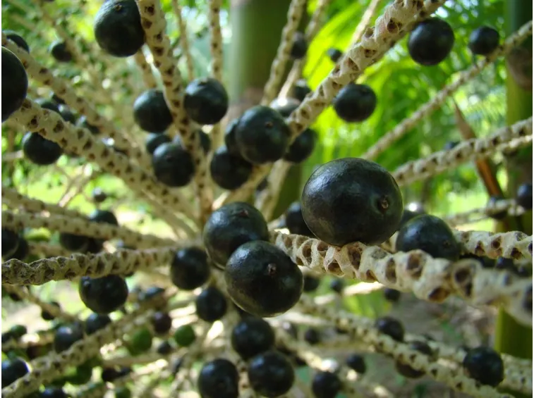 Bacche di acai