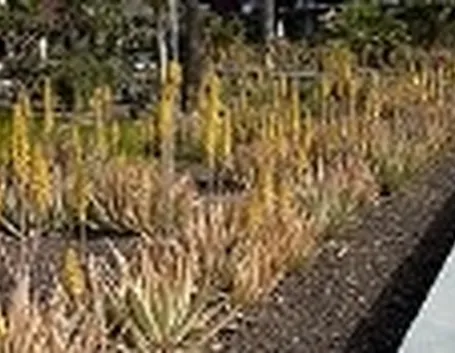 succo di aloe