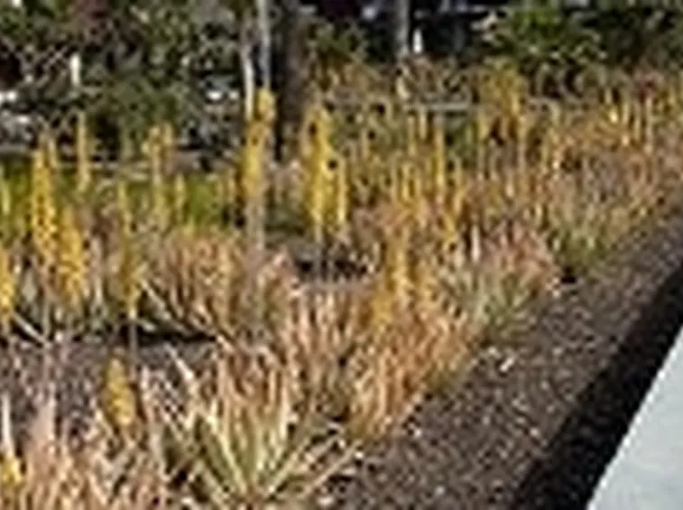 succo di aloe