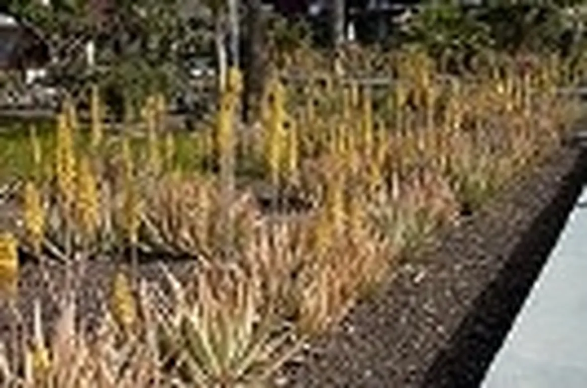 succo di aloe