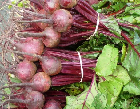 Barbabietola