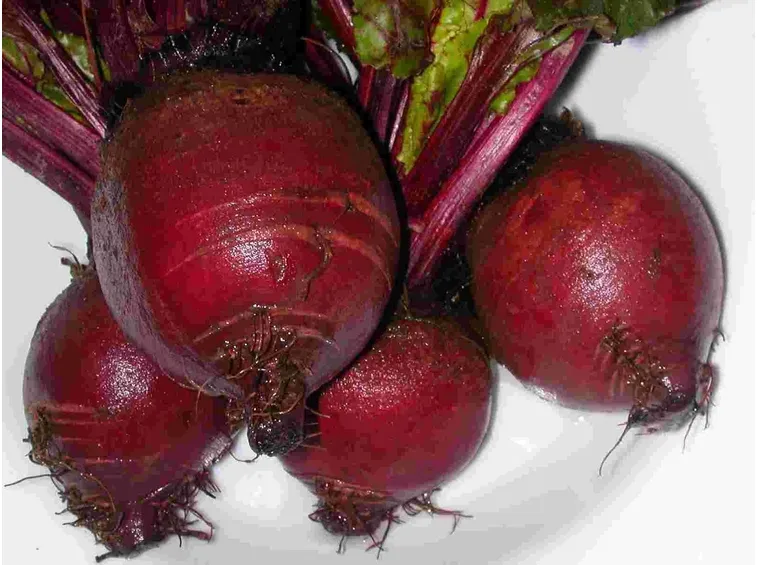 Barbabietola