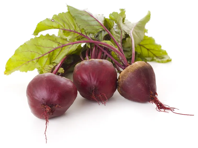 Barbabietola