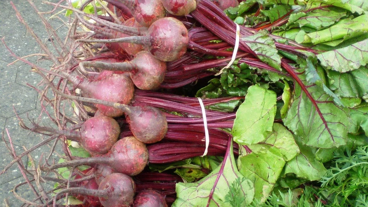 Barbabietola