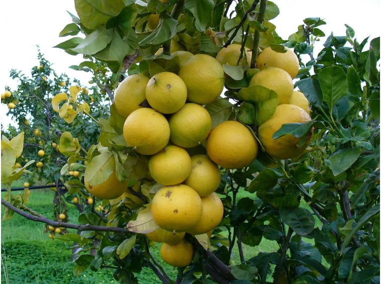 Pianta di bergamotto