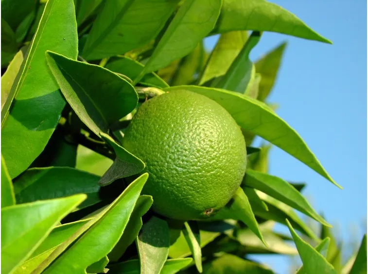 Bergamotto
