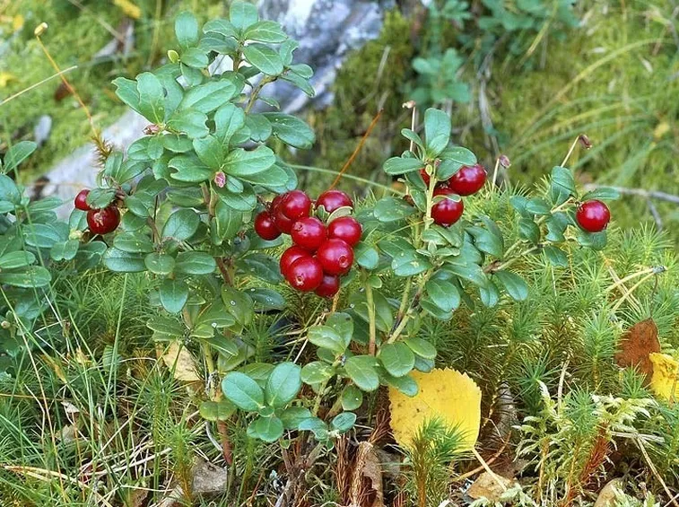 Pianta di mirtillo rosso