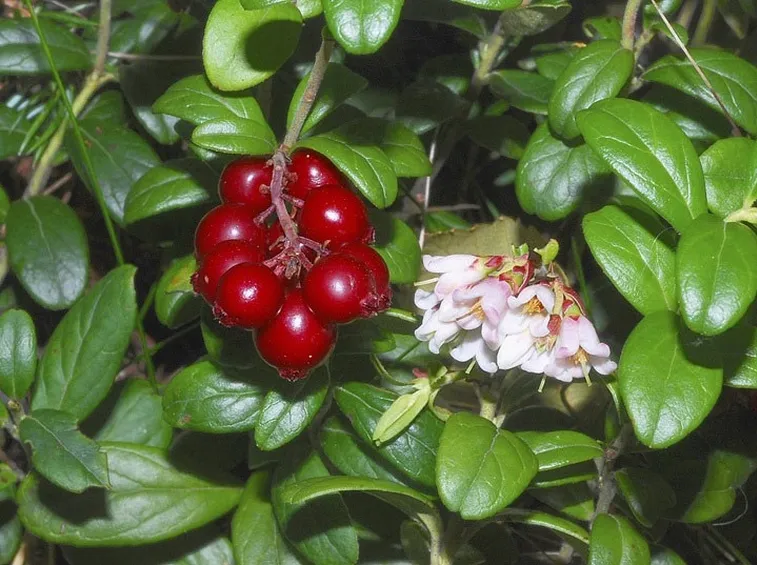 Mirtillo rosso