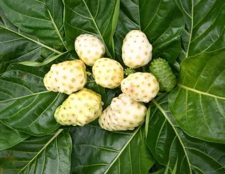 succo di noni