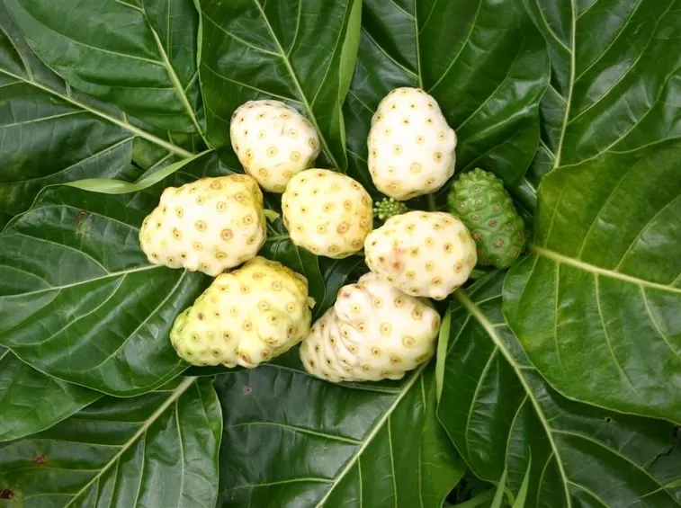 succo di noni