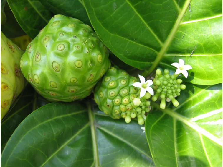 succo noni
