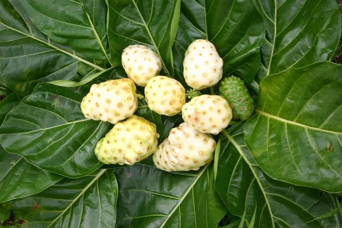 succo di noni