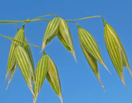 Avena sativa fresca