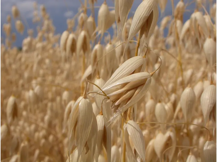 avena sativa matura