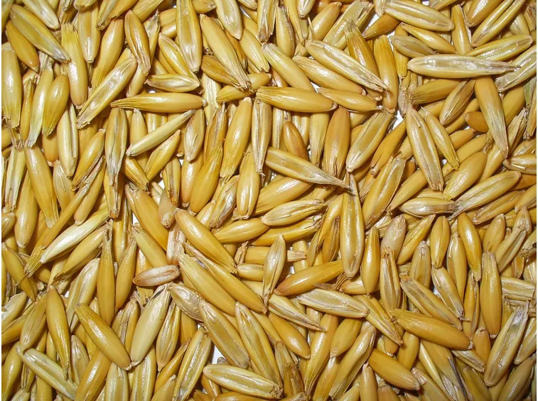 semi di avena sativa