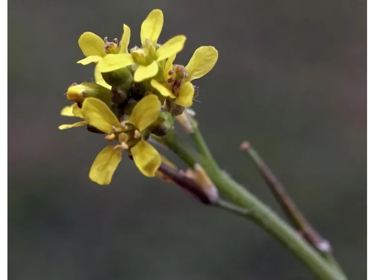 Fiori di erisimo